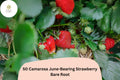 50 Camarosa Strawberry Plants Bare Root June-Bearing Non-GMO Fragaria × ananassa