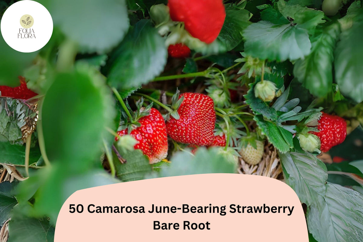 50 Camarosa Strawberry Plants Bare Root June-Bearing Non-GMO Fragaria × ananassa