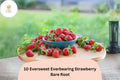 10 Eversweet Everbearing Strawberry Plants Live Bare Root Fragaria × ananassa