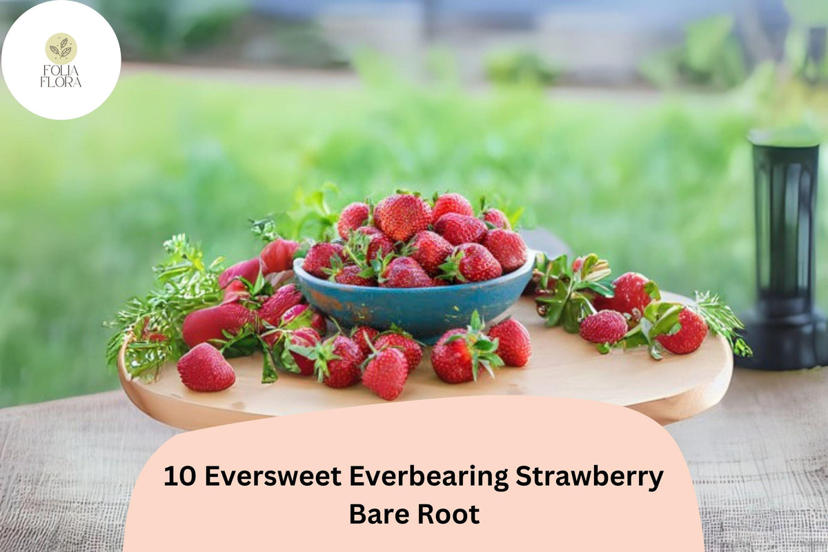 10 Eversweet Everbearing Strawberry Plants Live Bare Root Fragaria × ananassa