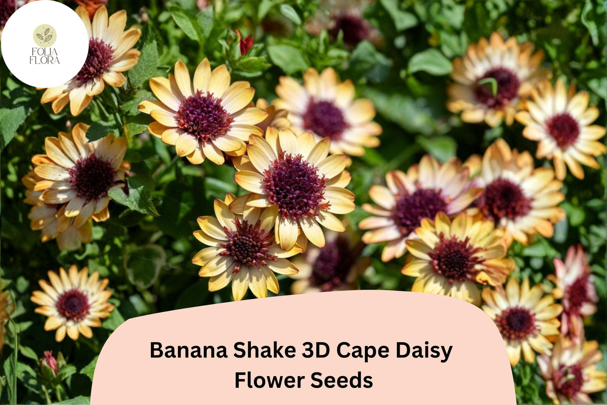 50 Banana Shake Cape Daisy Seeds - Creamy Yellow 3D Blooms for Planting