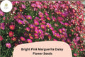 200 Pink Marguerite Daisy Seeds - Argyranthemum Frutescens Garden Flowers