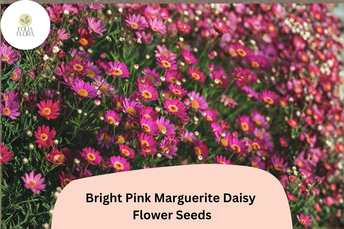 200 Pink Marguerite Daisy Seeds - Argyranthemum Frutescens Garden Flowers