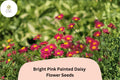 200 Bright Pink Painted Daisy Seeds for Planting | Pollinator Garden Perennial