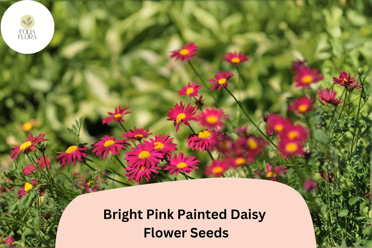 200 Bright Pink Painted Daisy Seeds for Planting | Pollinator Garden Perennial