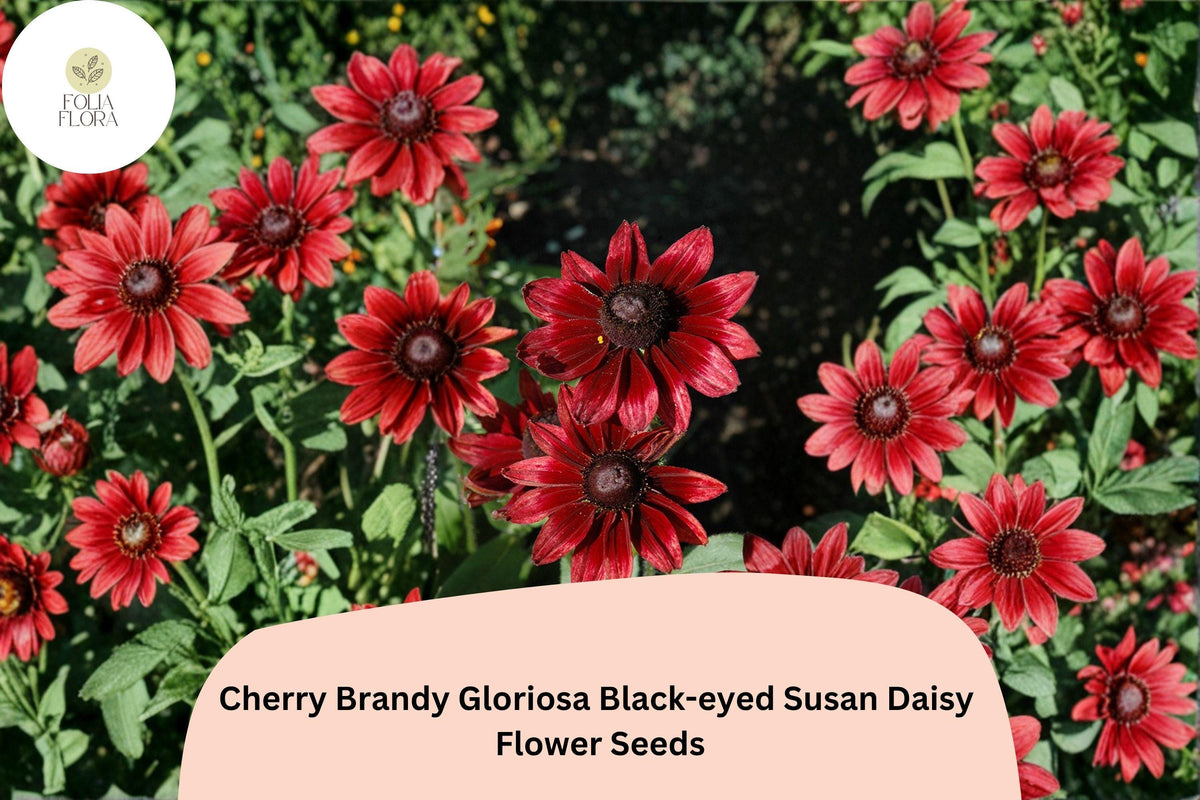 200 Cherry Brandy Black-Eyed Susan Seeds - Deep Red Rudbeckia Hirta