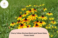 200 Cherry Yellow Gloriosa Black-Eyed Susan Daisy Seeds | Rudbeckia hirta