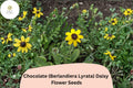 200 Chocolate Daisy Seeds - Berlandiera lyrata Fragrant Yellow Wildflower Non-GMO