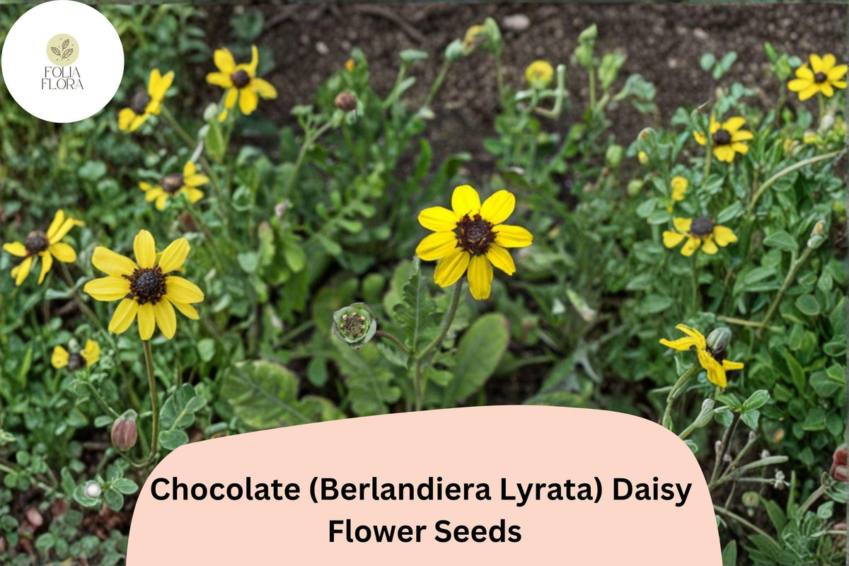 200 Chocolate Daisy Seeds - Berlandiera lyrata Fragrant Yellow Wildflower Non-GMO