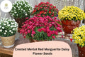 Merlot Red Marguerite Daisy Seeds - Argyranthemum frutescens, 200 Seeds