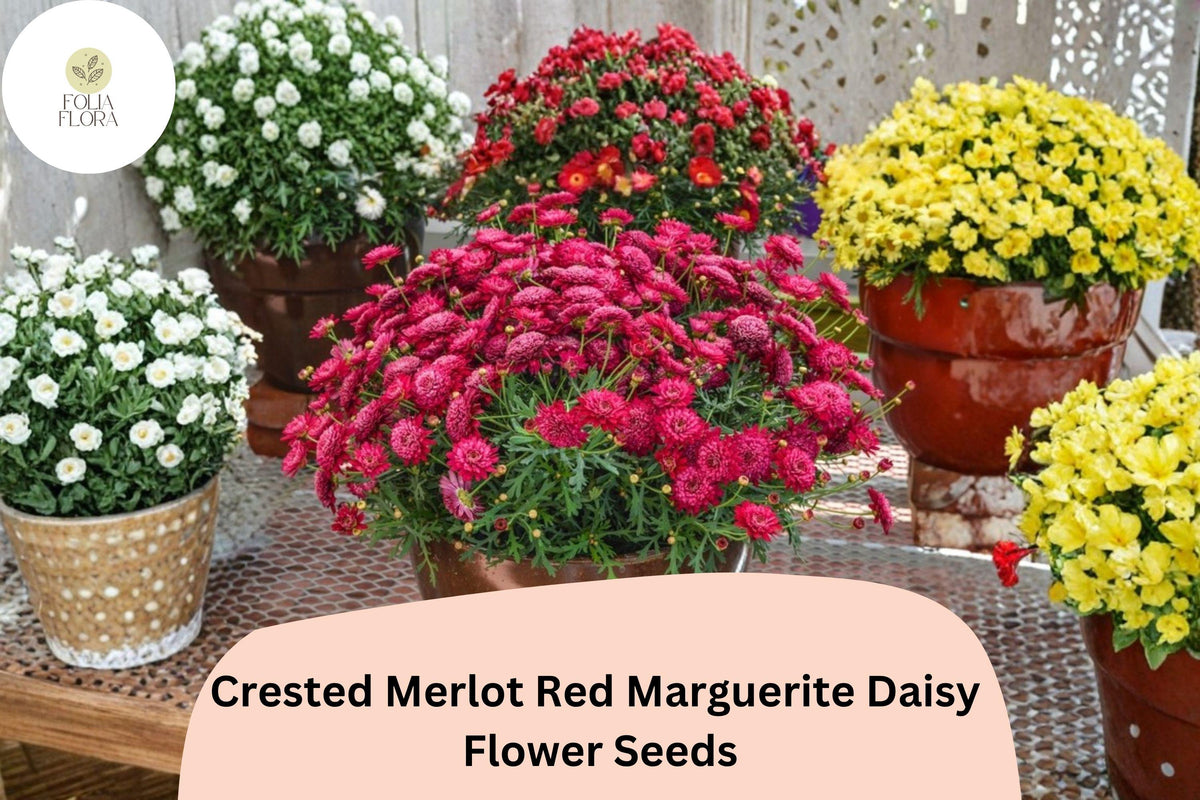 Merlot Red Marguerite Daisy Seeds - Argyranthemum frutescens, 200 Seeds
