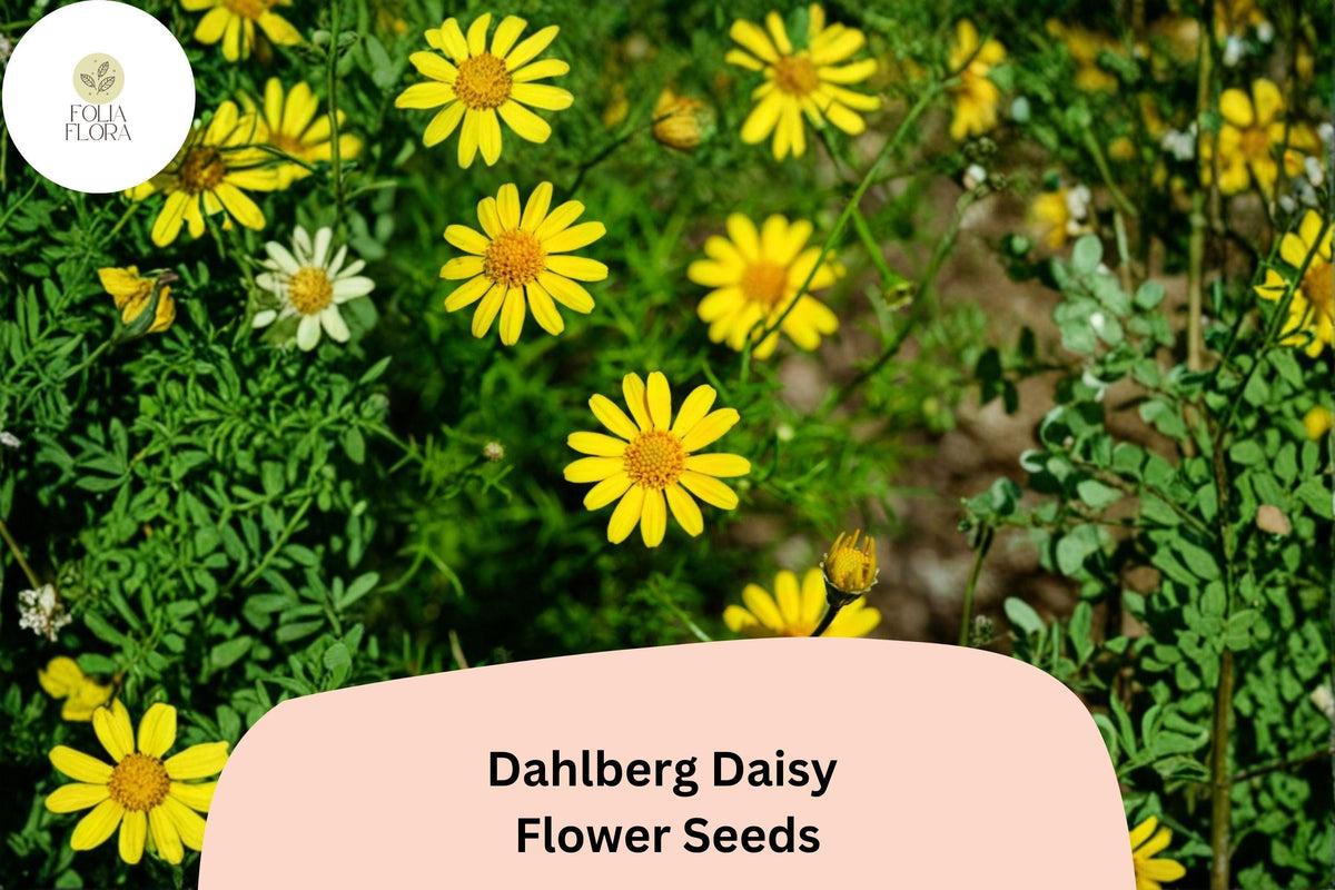 200 Dahlberg Daisy Seeds - Thymophylla tenuiloba Golden Yellow Mini Blooms