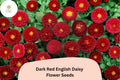200 Dark Red English Daisy Seeds – Bellis perennis Perennial Flower