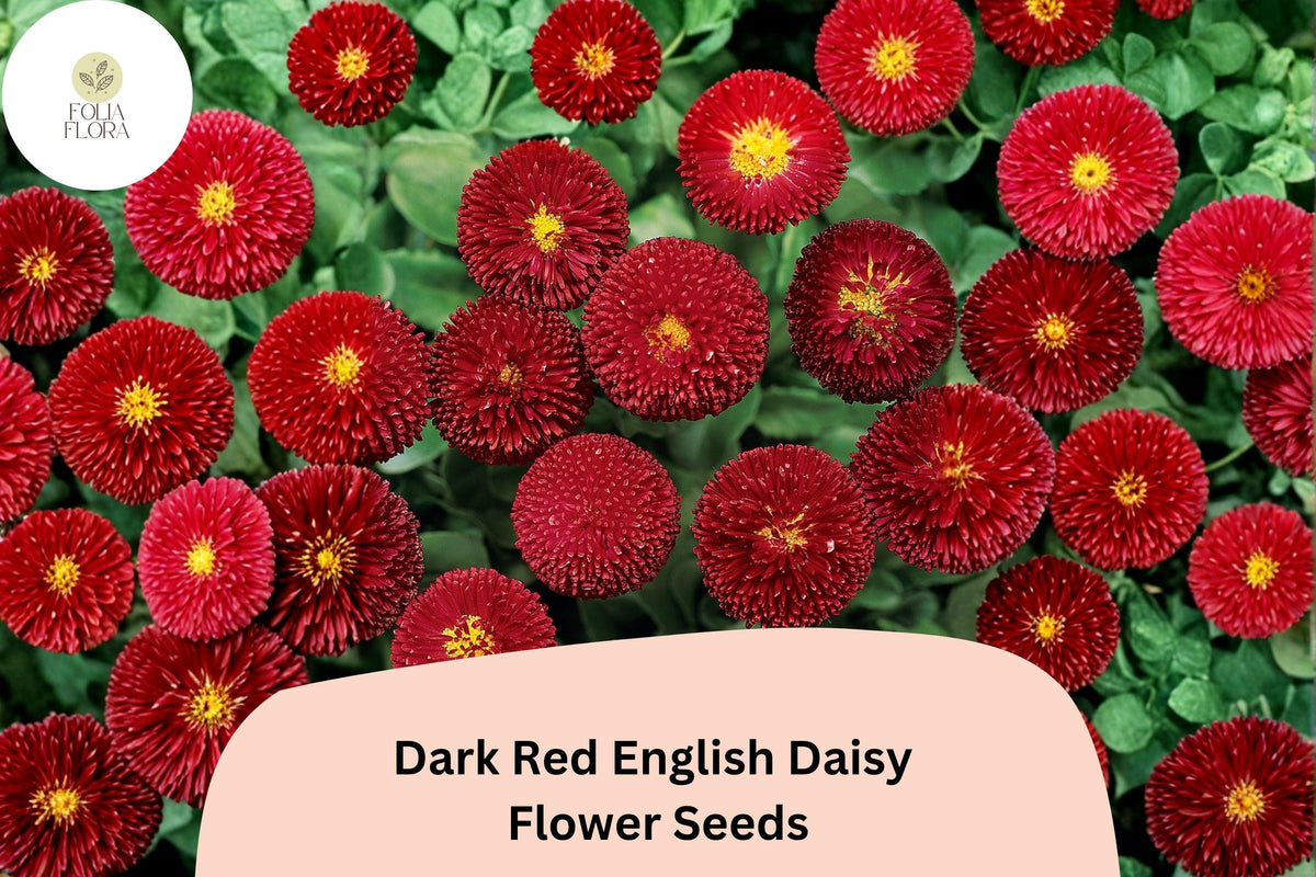 200 Dark Red English Daisy Seeds – Bellis perennis Perennial Flower
