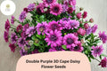 50 Double Purple Cape Daisy Seeds - Osteospermum ecklonis Layered Blooms