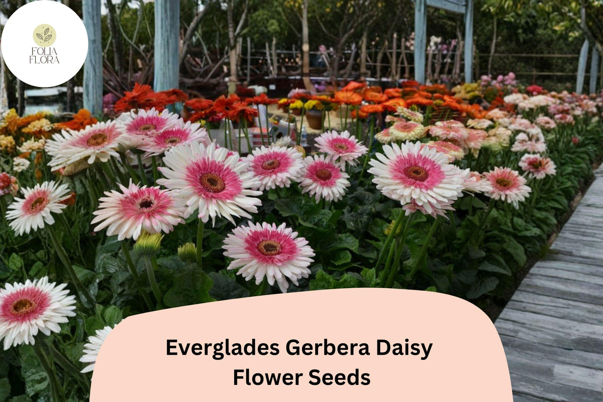 200 Everglades Gerbera Daisy Seeds for Planting | Bright Colorful Garden Flowers for Pots & Borders