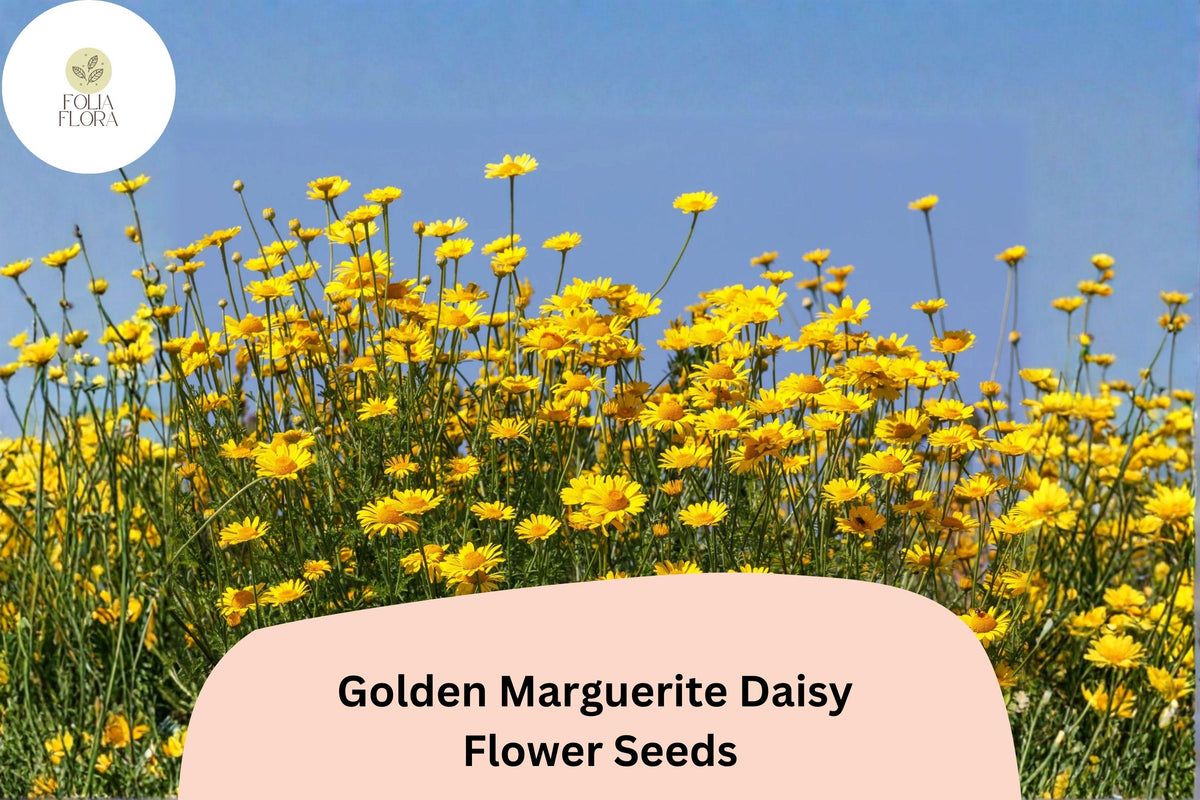 200 Golden Marguerite Daisy Seeds - Anthemis tinctoria Yellow Perennial Pollinator Flowers
