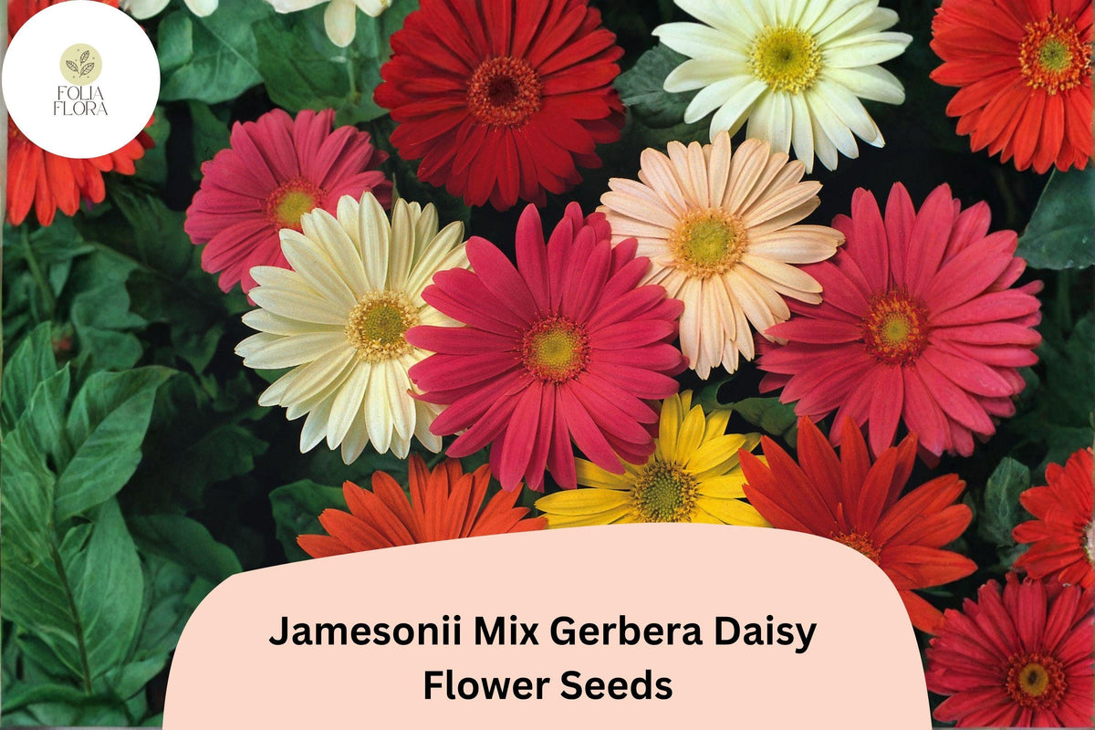 200 Jamesonii Gerbera Daisy Seeds – Mixed Colors for Long-Lasting Cut Flowers & Garden Blooms