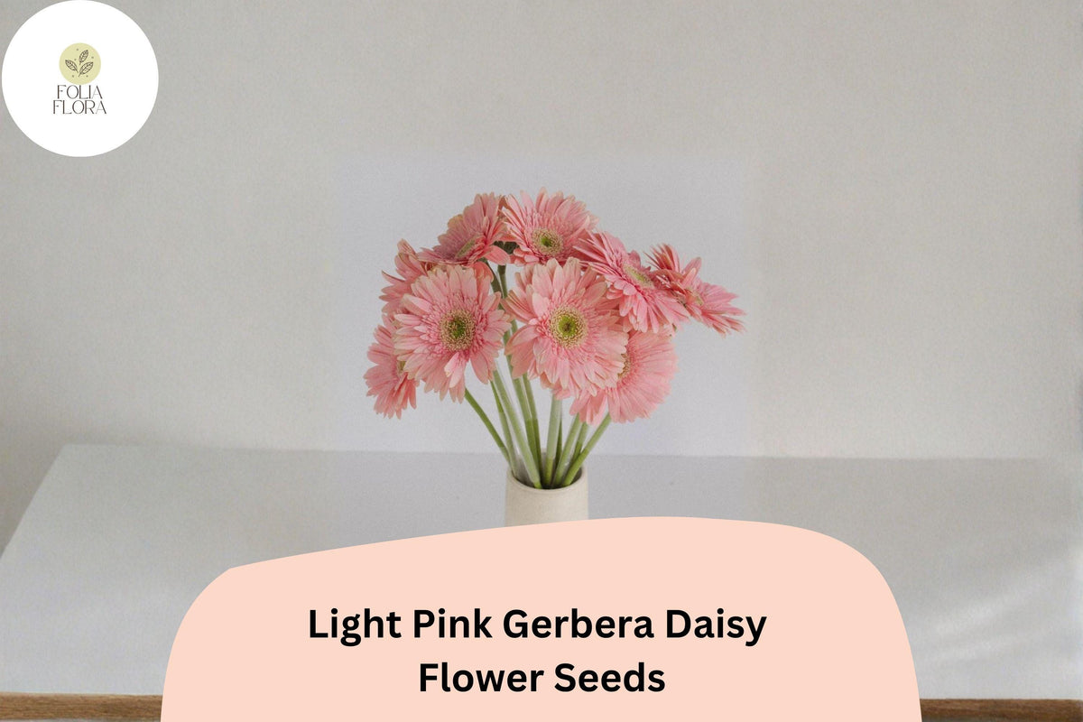 200 Light Pink Gerbera Daisy Seeds – Pastel Blooms for Cut Flowers