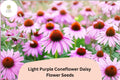 200 Light Purple Coneflower Daisy Seeds – Echinacea purpurea Hardy Perennial for Pollinator Gardens
