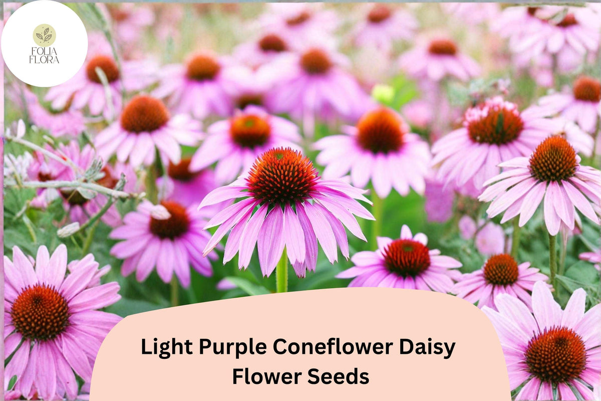 200 Light Purple Coneflower Daisy Seeds – Echinacea purpurea Hardy Perennial for Pollinator Gardens