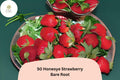 50 Honeoye Strawberry Plants – Live Bare Root June Bearing Fragaria × ananassa
