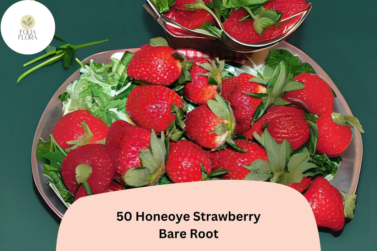 50 Honeoye Strawberry Plants – Live Bare Root June Bearing Fragaria × ananassa