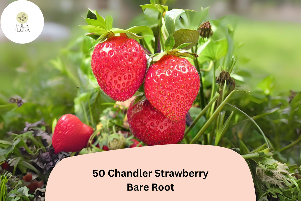 50 Chandler Strawberry Plants Live Bare Root June Bearing Fragaria × ananassa
