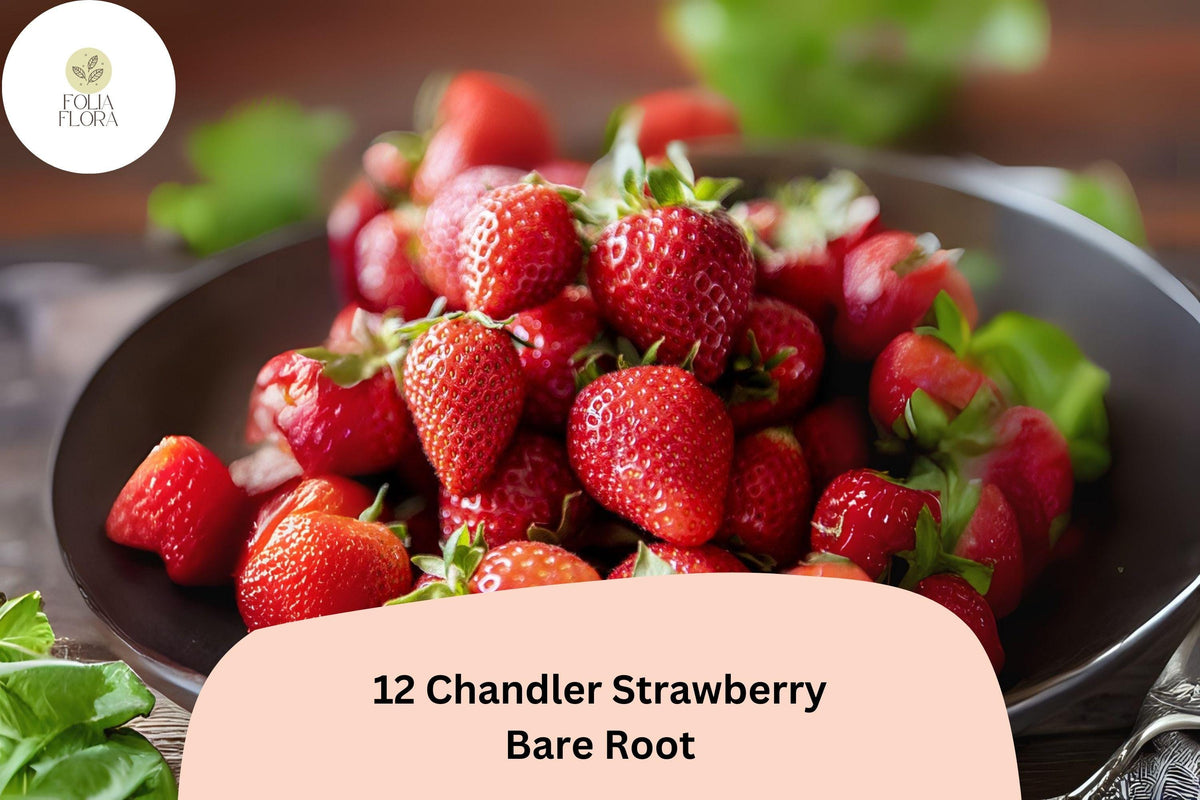 12 Chandler Strawberry Plants Live Bare Root June Bearing Fragaria × ananassa