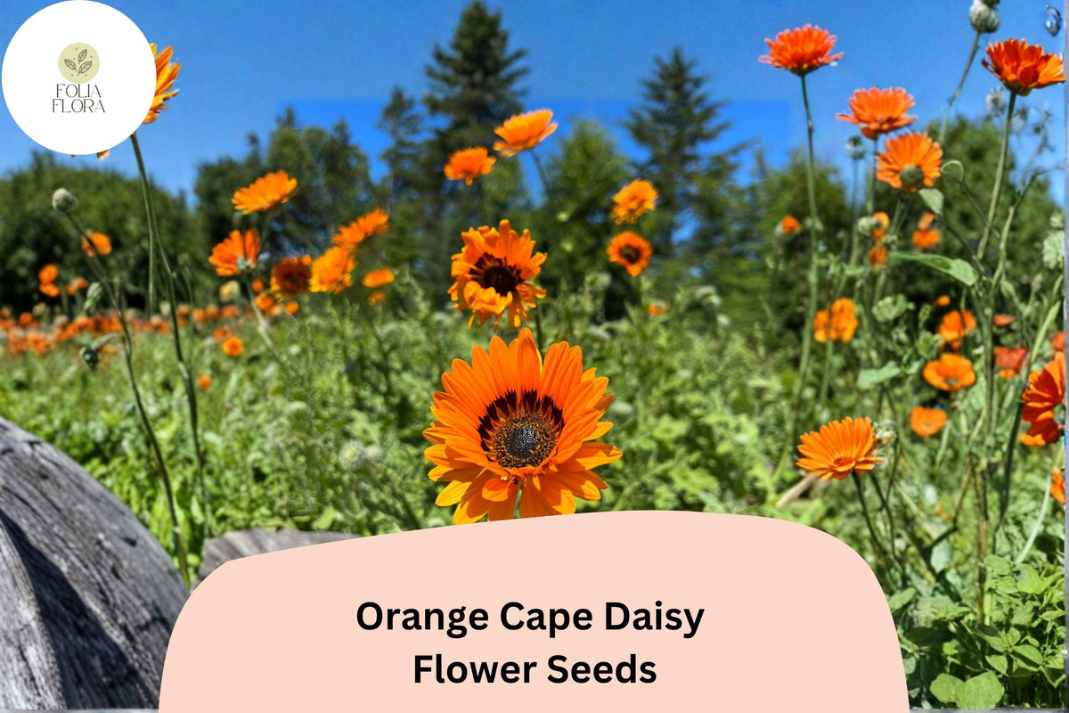 200 Orange Cape Daisy Seeds - Osteospermum ecklonis Bright Orange Blooms