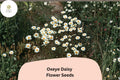 200 Oxeye Daisy Seeds - Leucanthemum vulgare White Wildflower for Easy Planting