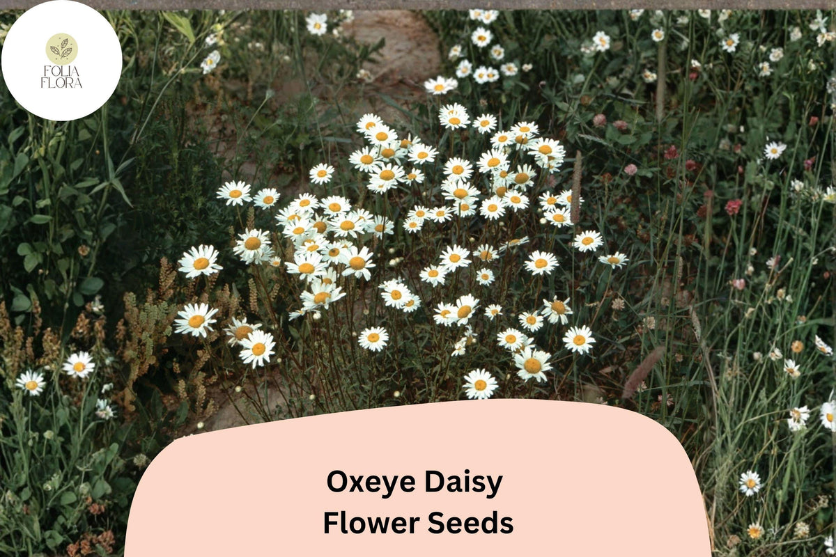 200 Oxeye Daisy Seeds - Leucanthemum vulgare White Wildflower for Easy Planting