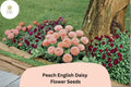 200 Peach English Daisy Seeds – Bellis perennis – Soft Peach Blooms