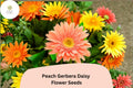200 Peach Gerbera Daisy Seeds for Planting | Easy Grow Garden Flower