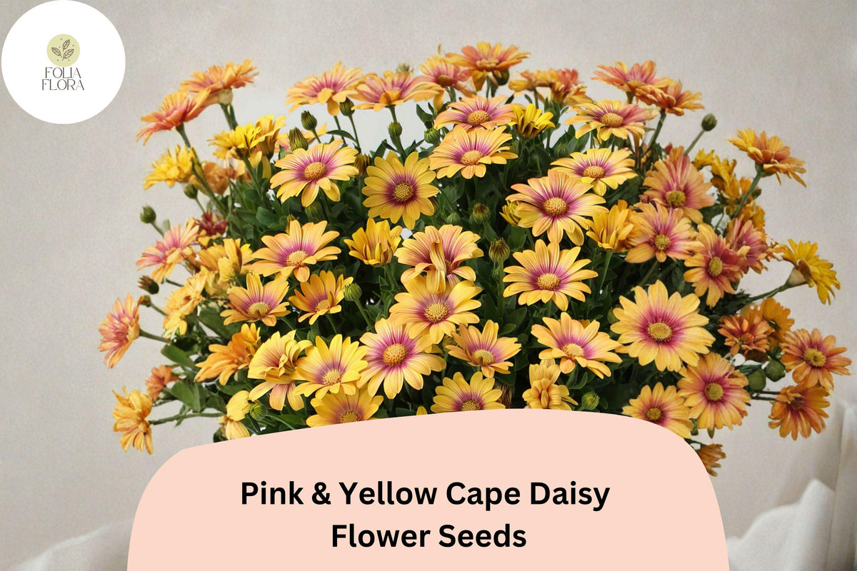 200 Pink & Yellow Cape Daisy Seeds - Osteospermum ecklonis Bi-Color Blooms