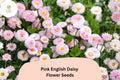 200 Pink English Daisy Seeds – Bellis perennis – Charming Pink Blooms