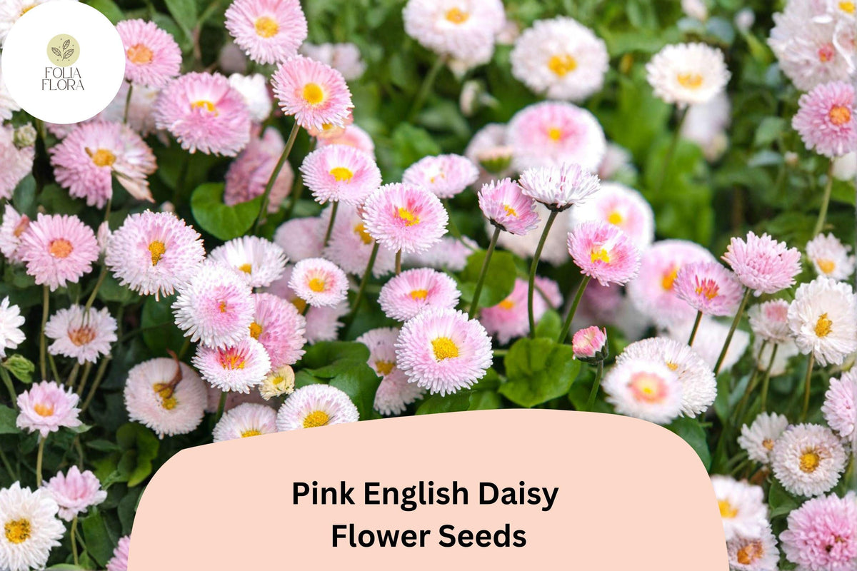 200 Pink English Daisy Seeds – Bellis perennis – Charming Pink Blooms