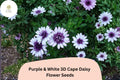 50 Bicolor Cape Daisy Seeds - Purple & White Osteospermum ecklonis