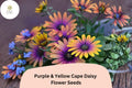 200 Purple & Yellow Cape Daisy Seeds – Osteospermum ecklonis Bicolor Blooms