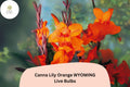 3 Canna Lily Orange Wyoming Bulbs - Live Flower Plants for Summer Blooming Garden Perennial