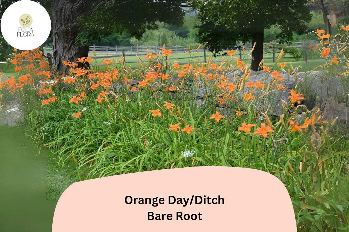 25 Orange Daylily Plants - Bare Root Hemerocallis fulva Perennial Garden Flowers