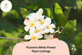 Plumeria White 3 Live 6 Inch Cuttings | Frangipani Tropical Flowering Plant