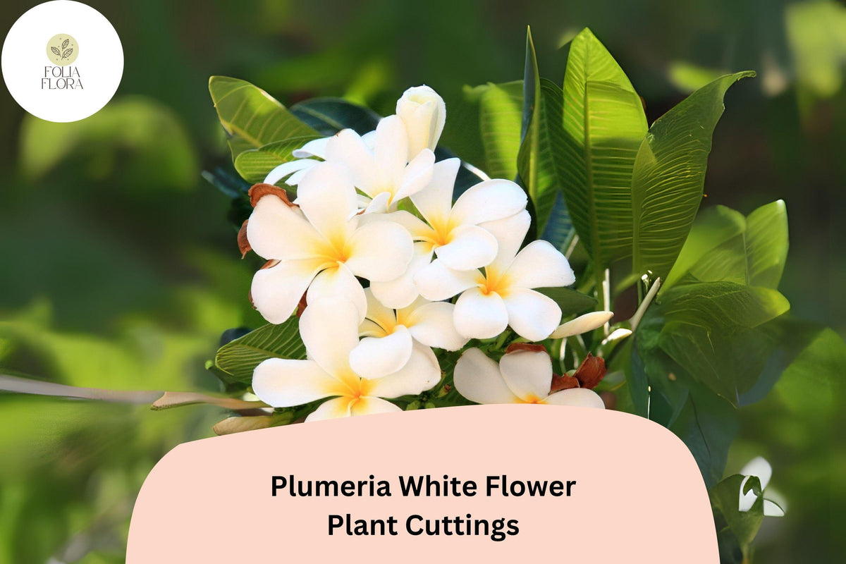 Plumeria White 3 Live 6 Inch Cuttings | Frangipani Tropical Flowering Plant