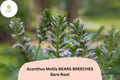 Acanthus mollis Bear's Breeches Live Plant 12 Inch Purple White Flower Perennial