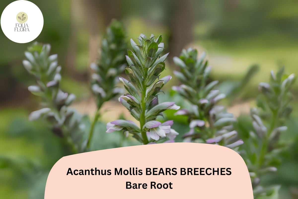 Acanthus mollis Bear's Breeches Live Plant 12 Inch Purple White Flower Perennial