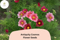 200 Antiquity Cosmos Seeds | Rare Heirloom Cosmos Bipinnatus Flower