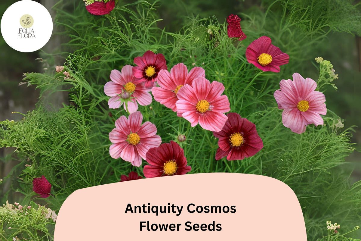 200 Antiquity Cosmos Seeds | Rare Heirloom Cosmos Bipinnatus Flower