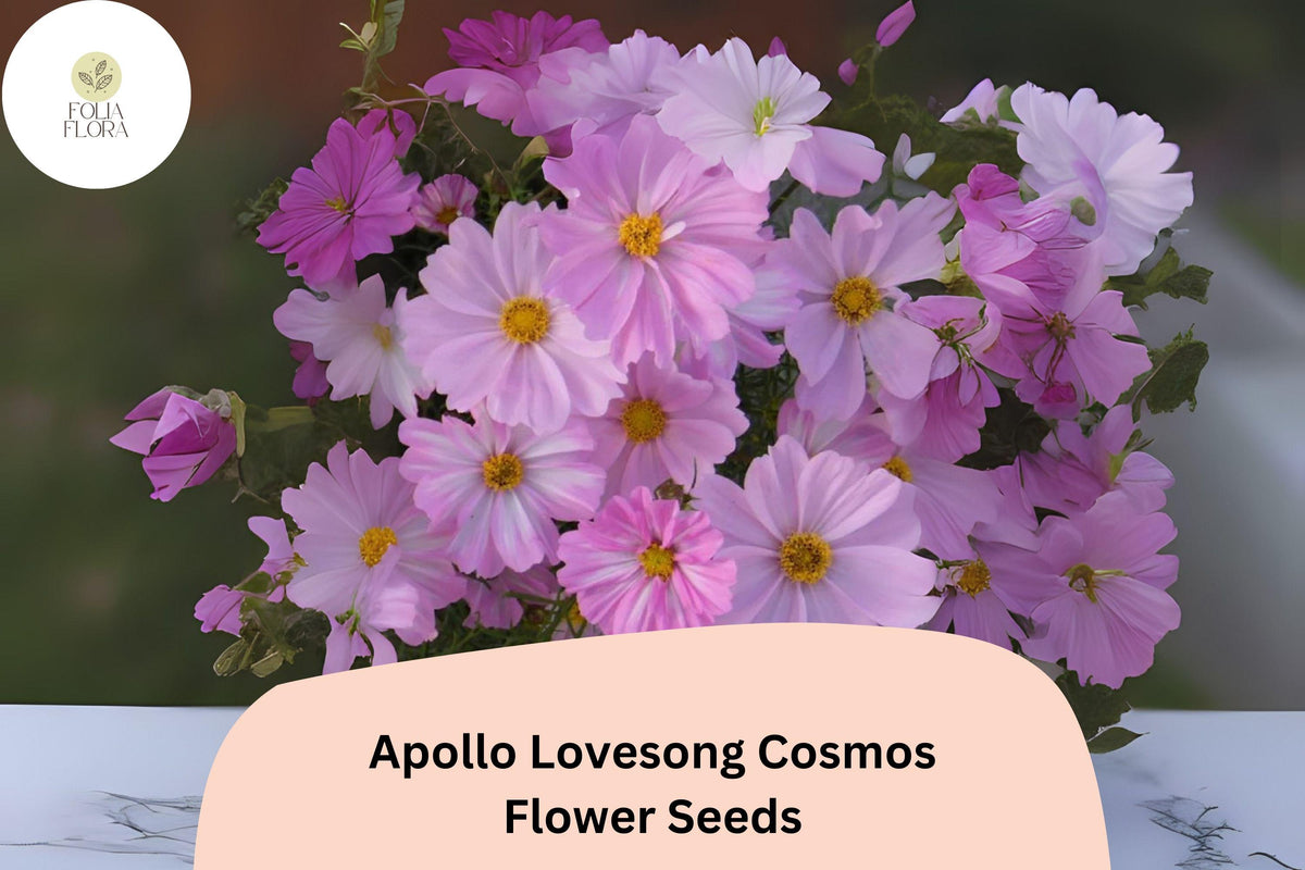 200 Apollo Lovesong Cosmos Seeds - Pink & White Cosmos Bipinnatus Flower Garden