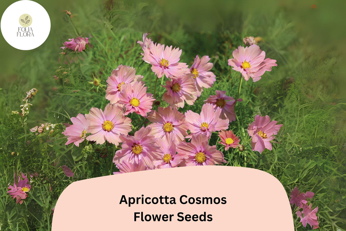 200 Apricotta Cosmos Seeds - Peach Apricot Cosmos Bipinnatus Flower Seeds for Planting