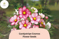 200 Candystripe Cosmos Seeds - Pink & White Bicolor Cosmos Bipinnatus Garden Flowers
